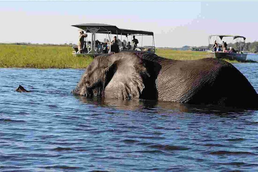 River Safaris cruise