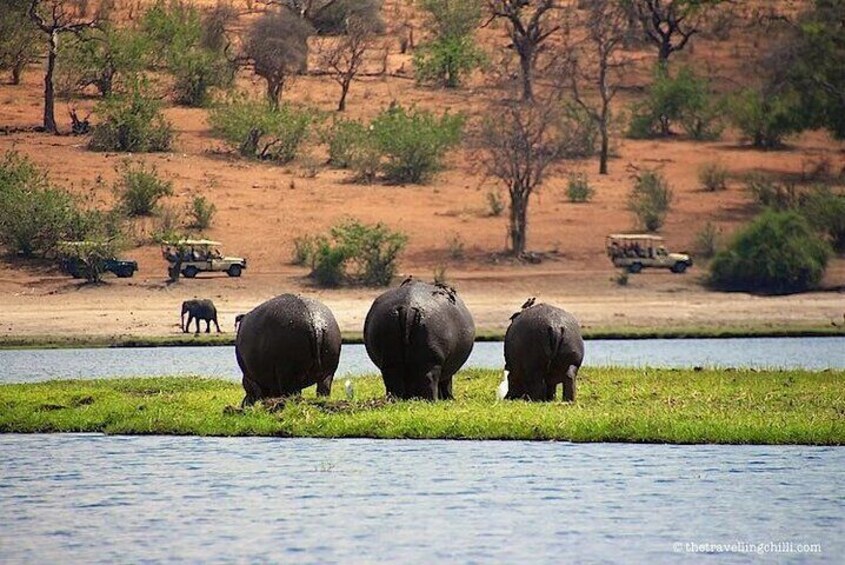 Chobe National Park Game drive