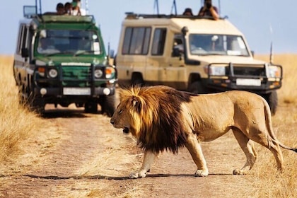 4 days Awesome Luxury safari Tarangire Serengeti & Ngorongoro