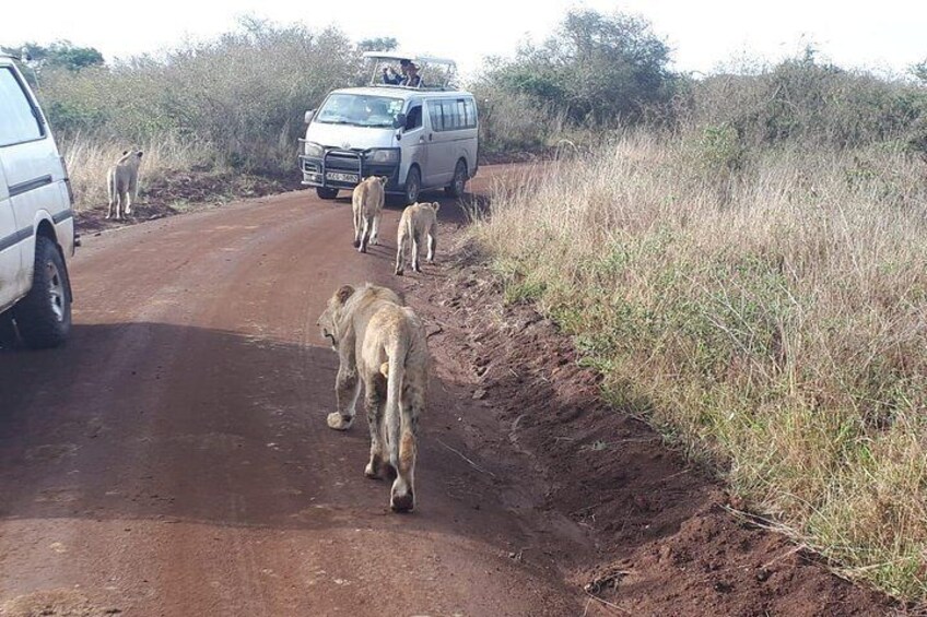 1 Day Tour Nairobi National Park,Baby Elephants,Giraffe Center&Karen Blixen