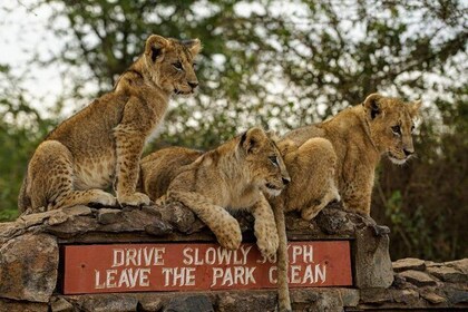 1 Day Tour Nairobi National Park,Baby Elephants,Giraffe Center&Karen Blixen