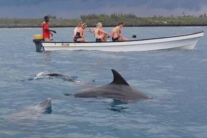 Dolphins Tour