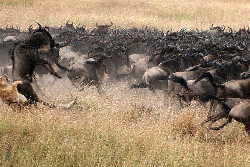 3 days Masai Mara National Reserve Shared Safari