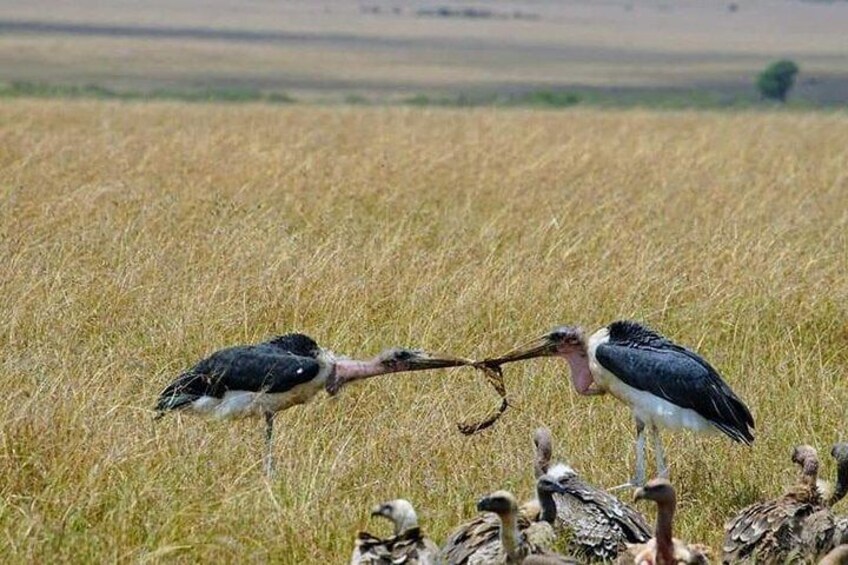 3 days Masai Mara National Reserve Shared Safari