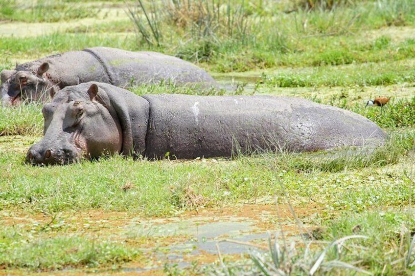 Hippos