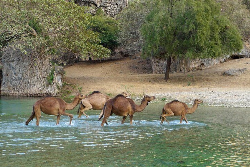 Wadi Darbat camels
