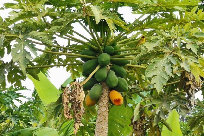 Papaya tree in Salalah´s plantations