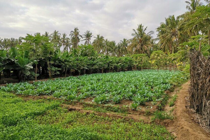 Plantations in Salalah