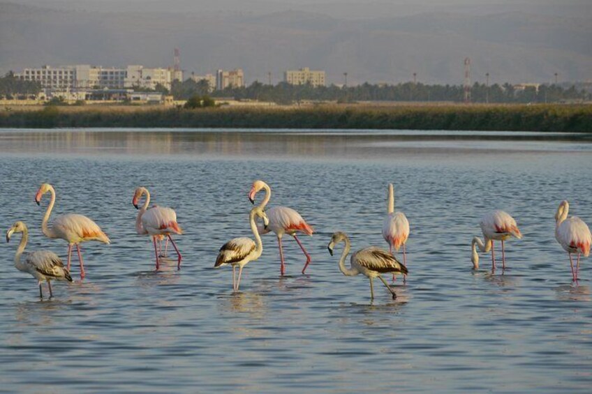 Dahariz Lagoon