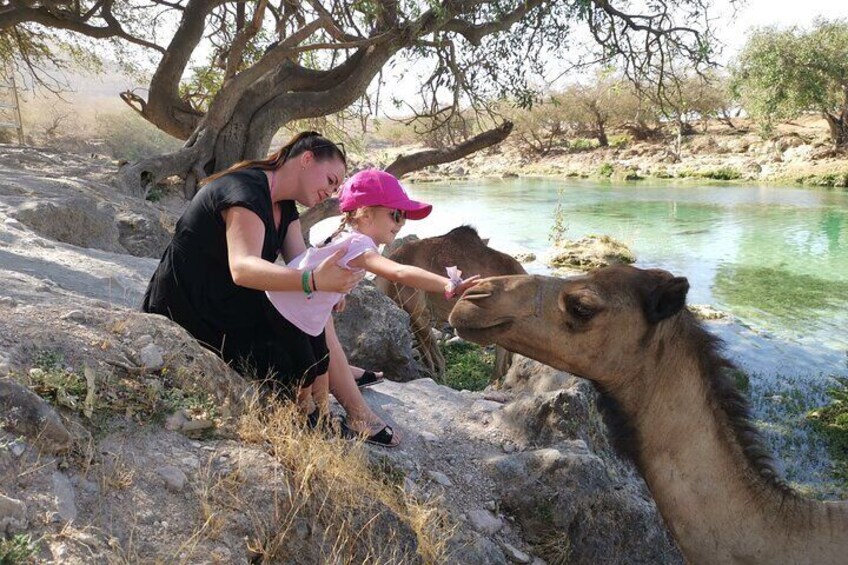 friendly camels in Wadi Darbat