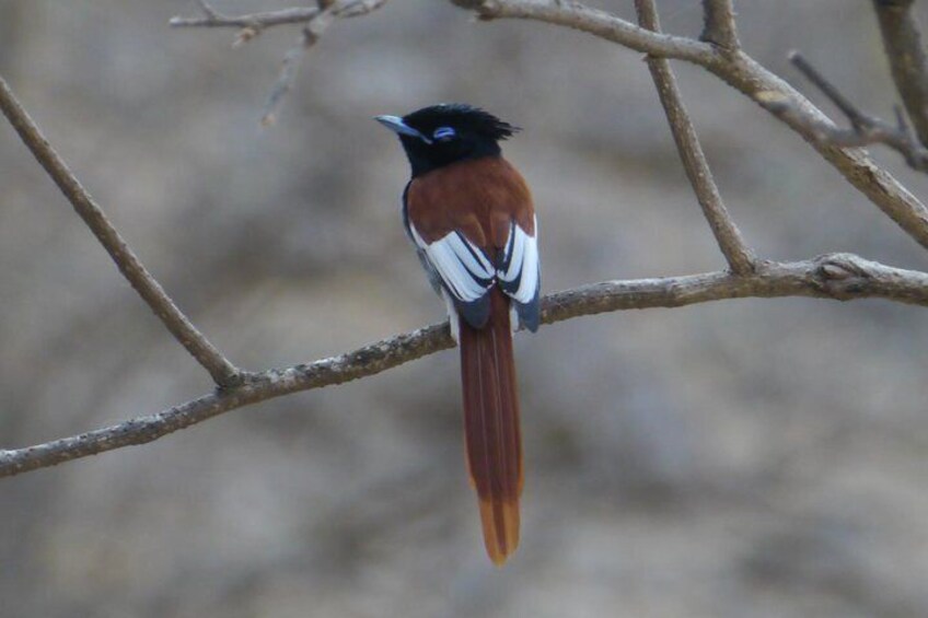 Birdwatching in Darbat