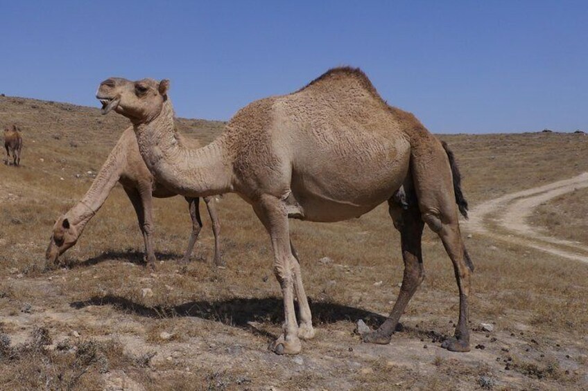 camel herds