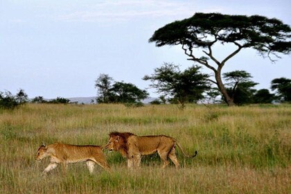 7 Days Tour Northern Tanzania Safari: