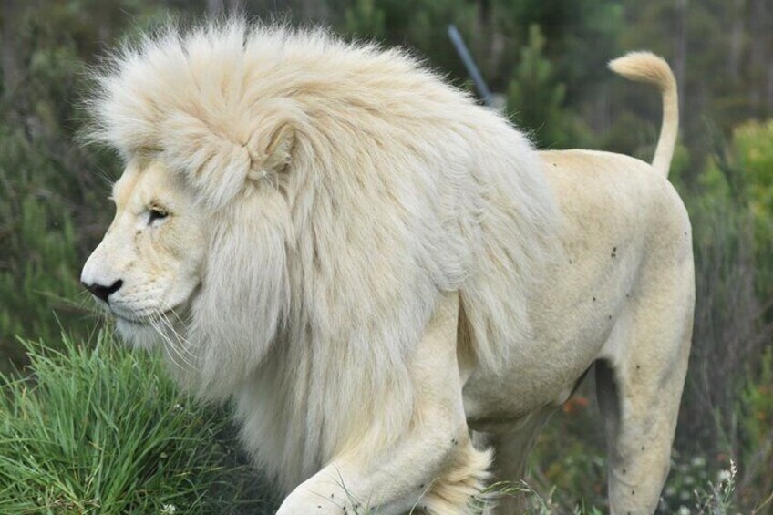 Magnificent White Lion at Tenikwa