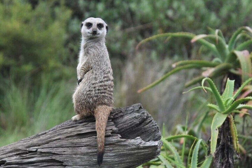 See the meerkats in the Meerkat Meander for confiscated meerkats