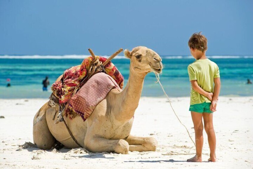 Tangier camel ride