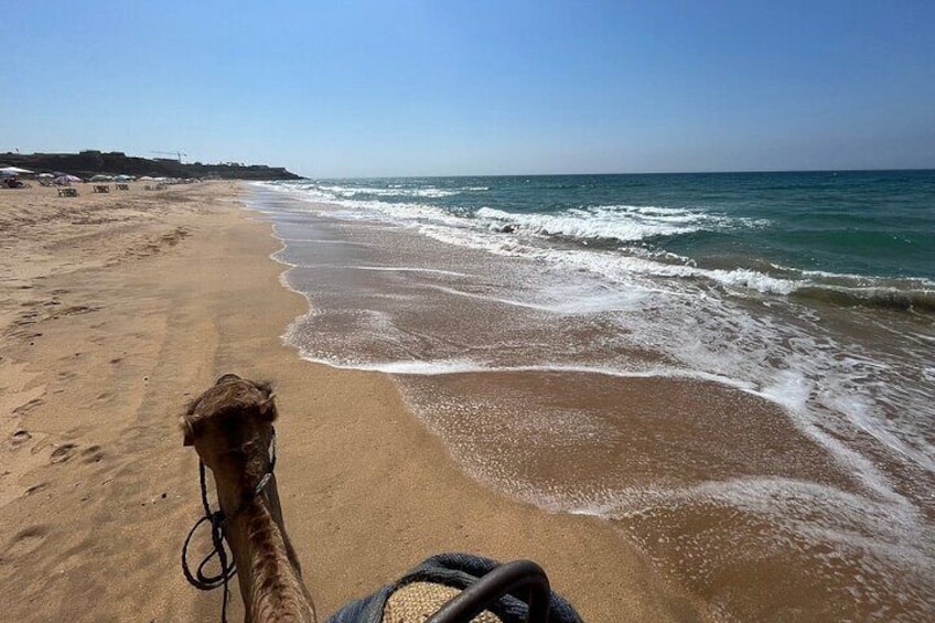 Camel trek in Tangier Morocco