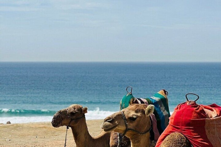 Tangier Sightseeing and camel trek