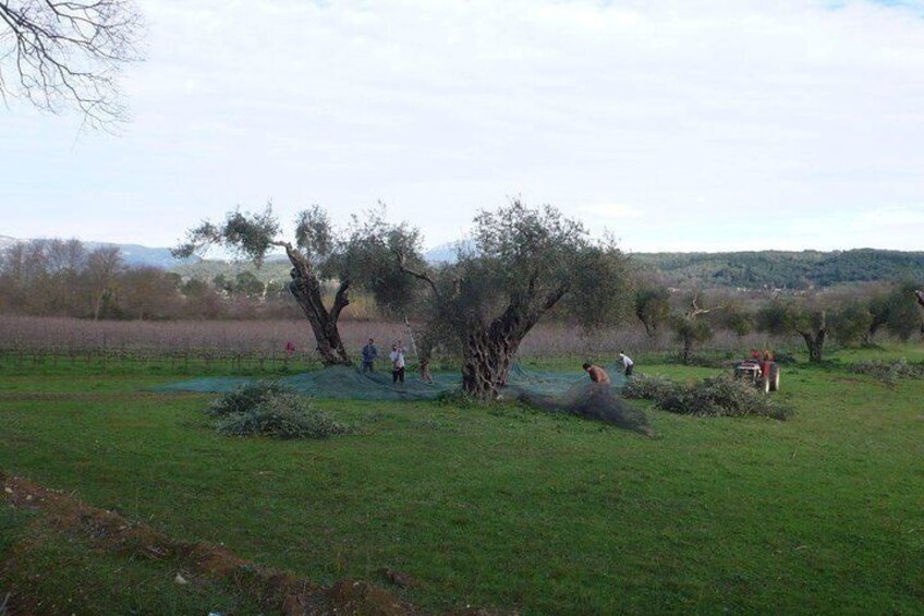 Winery tour with Wine and Olive tasting at Theotoky Estate in Corfu