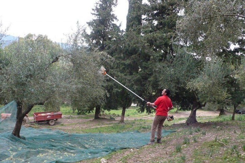 Winery tour with Wine and Olive tasting at Theotoky Estate in Corfu