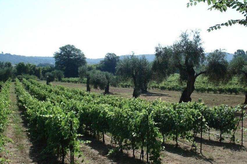 Winery tour with Wine and Olive tasting at Theotoky Estate in Corfu