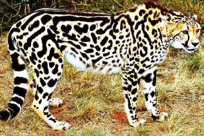 Ann de-wildt cheetah tour