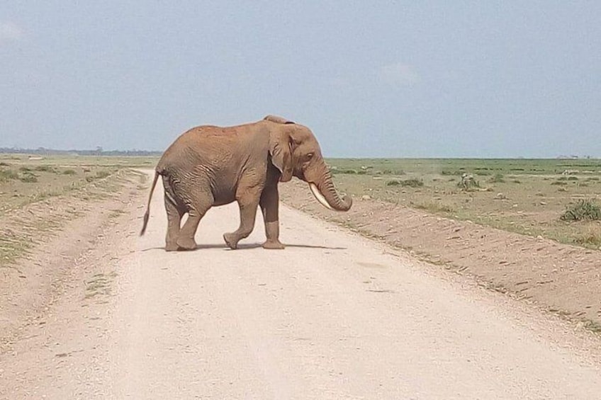 Mikumi national park full day tour