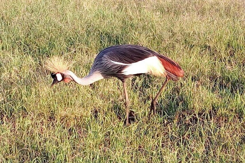 Mikumi national park full day tour