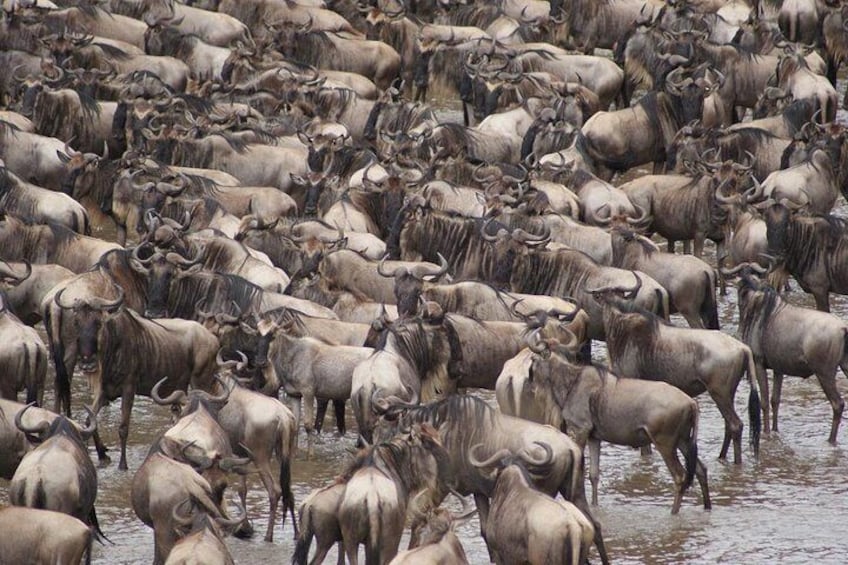 7 Day 6 nights Great Migration Classic Tanzania Safari