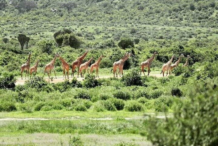 3 Days 2 Nights Ruaha National Park Fly From Zanzibar