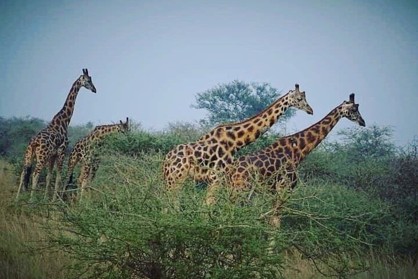 3 Days 2 Nights Ruaha National Park Fly From Zanzibar