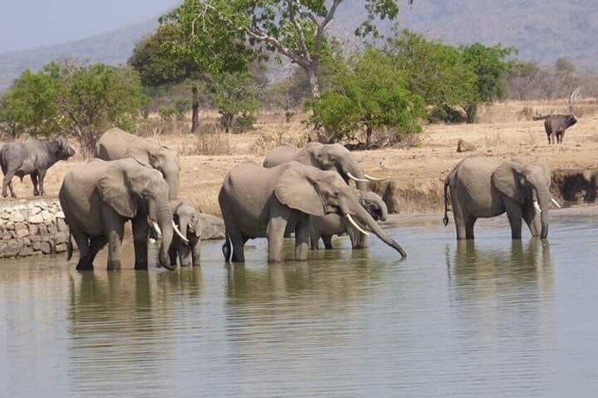 3 Days Ruaha National Park Fly From Zanzibar