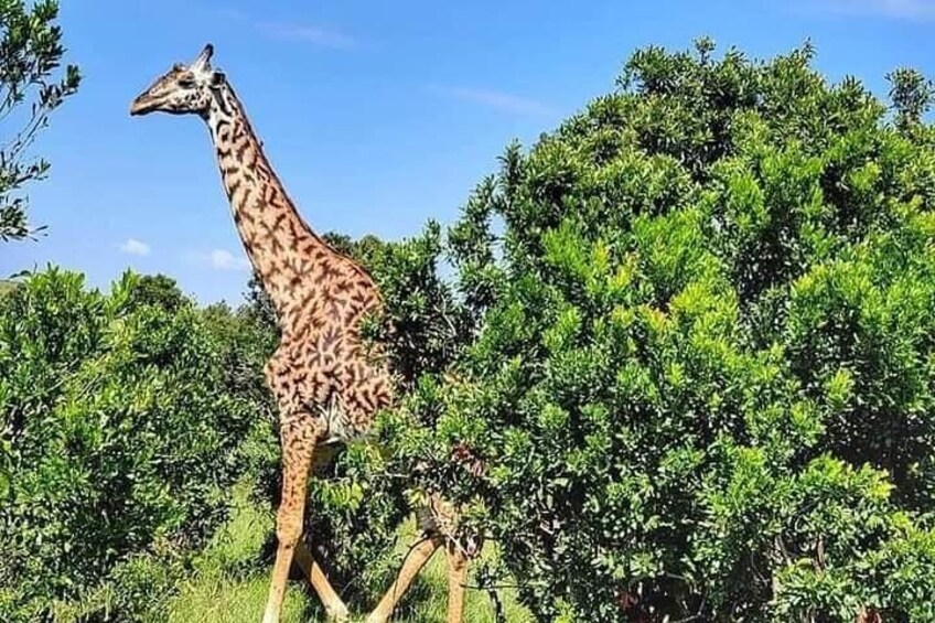 5 Days 4 Nights Selous & Mikumi National Park