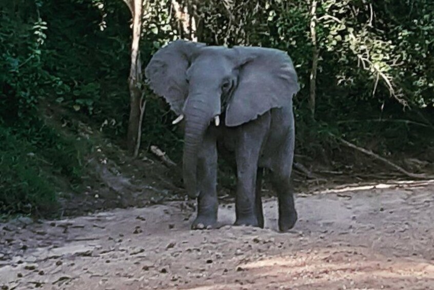 7 days Budget safari To Mikumi , Ruaha & Selous Game Reserve