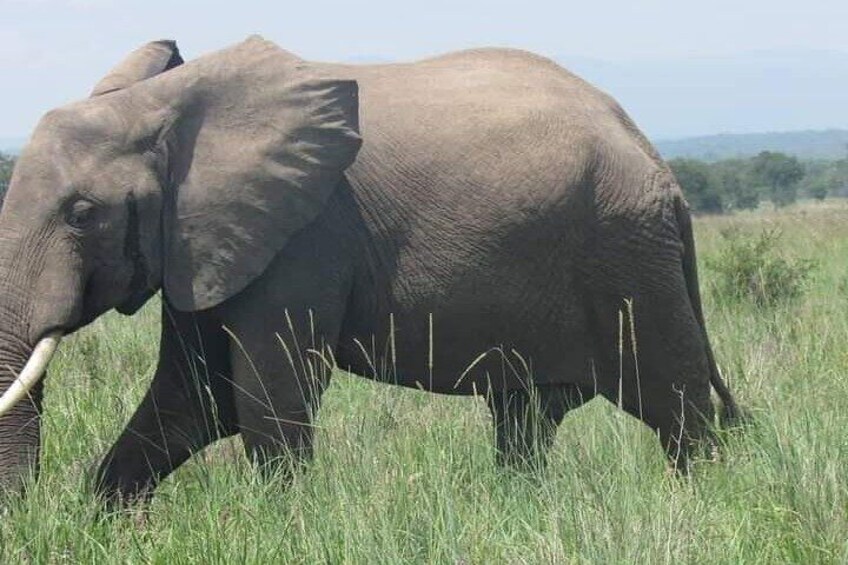 2 Days Selous Game Reserve from Zanzibar