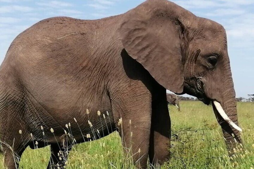 2 Days 1 Night Selous Game Reserve Flying from Zanzibar