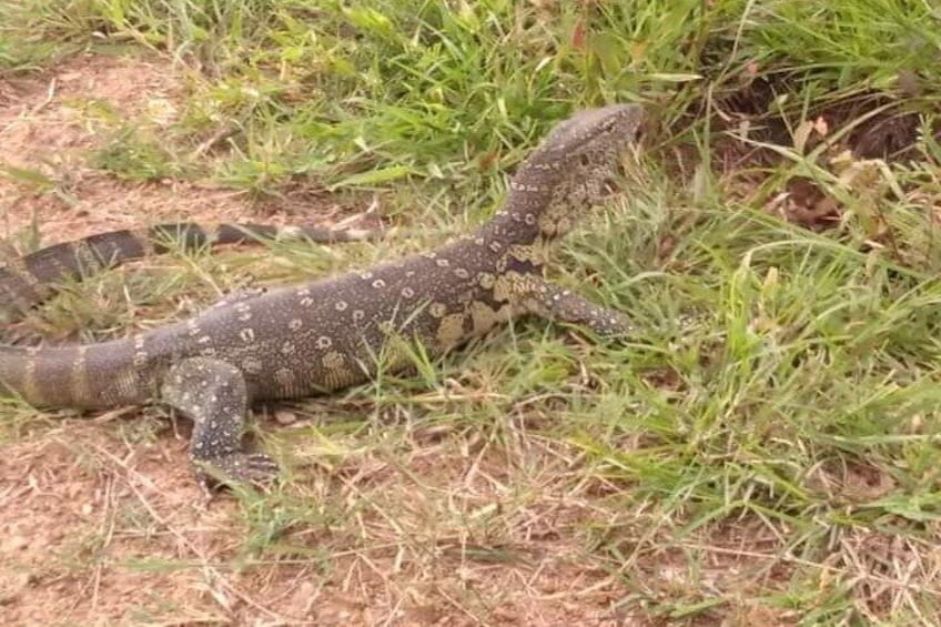 2 Days 1 Night Selous Game Reserve Flying from Zanzibar