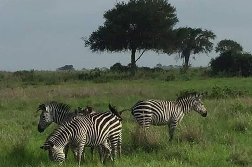 2 Days Selous Game Reserve from Zanzibar