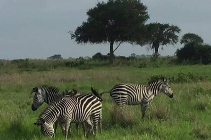 2 Days Selous Game Reserve from Zanzibar 