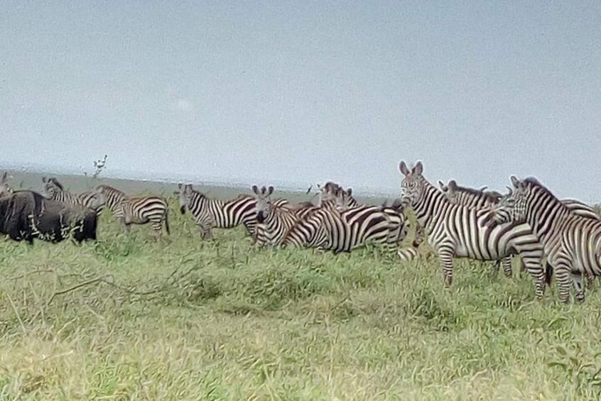 2 Days 1 Night Selous Game Reserve Flying from Zanzibar