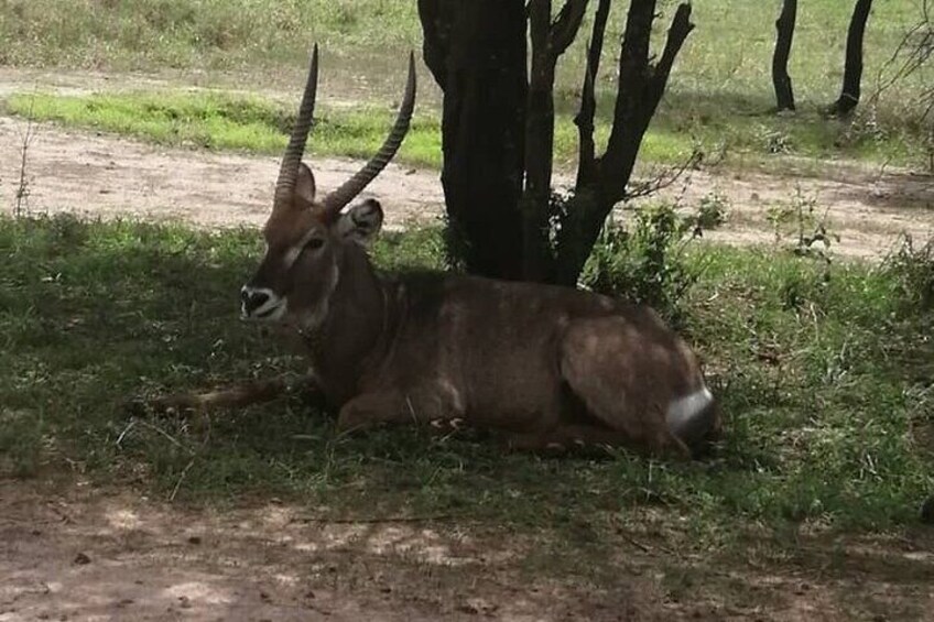 2 Days 1 Night Selous Game Reserve Flying from Zanzibar