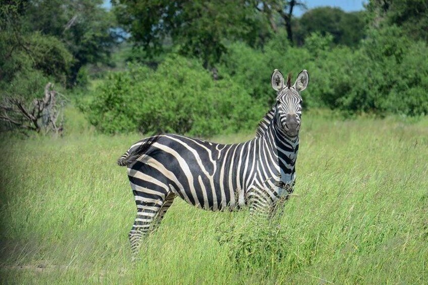 2 Days 1 Night Game drive Saadani National Park Fly from Zanzibar