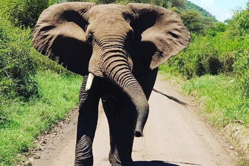 2 Days 1 Night Game drive Saadani National Park Fly from Zanzibar