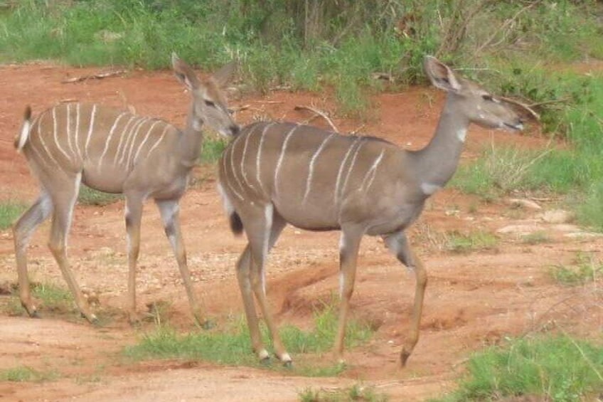 2 Days 1 Night Game drive Saadani National Park Fly from Zanzibar