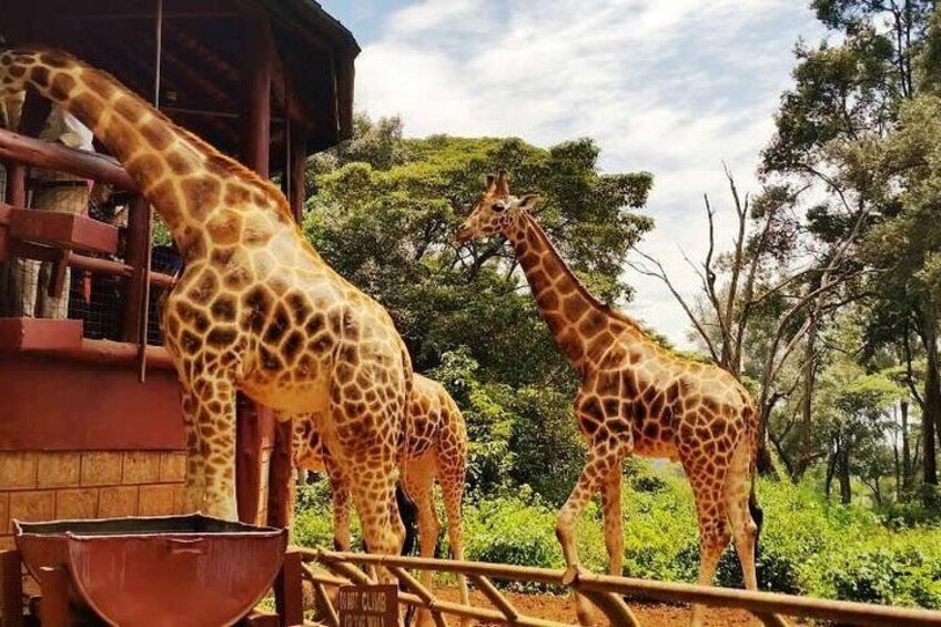 The Rothschild giraffe at giraffe center