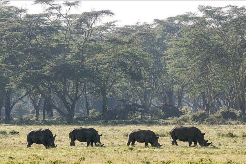 Full-Day Lake Nakuru National Park Private Tour from Nairobi