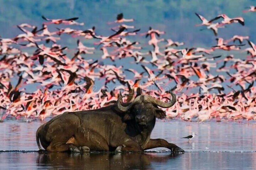 Full-Day Lake Nakuru National Park Private Tour from Nairobi