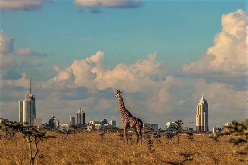 Giraffe in the Nairobi National Park