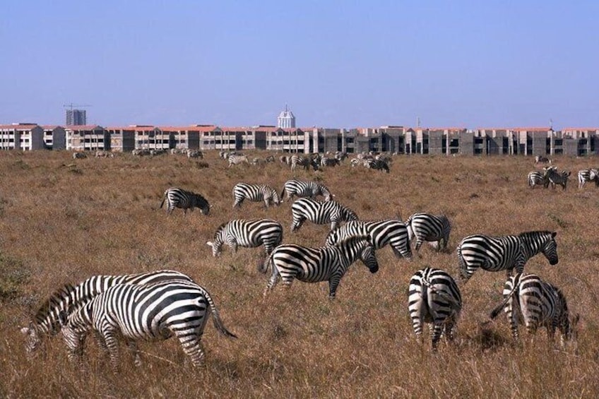 Zebra