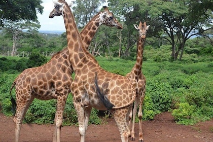 Recorrido de un día: centro de jirafas, elefantes huérfanos y Parque Nacion...